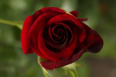 Photo of Beautiful red rose growing in garden, top view