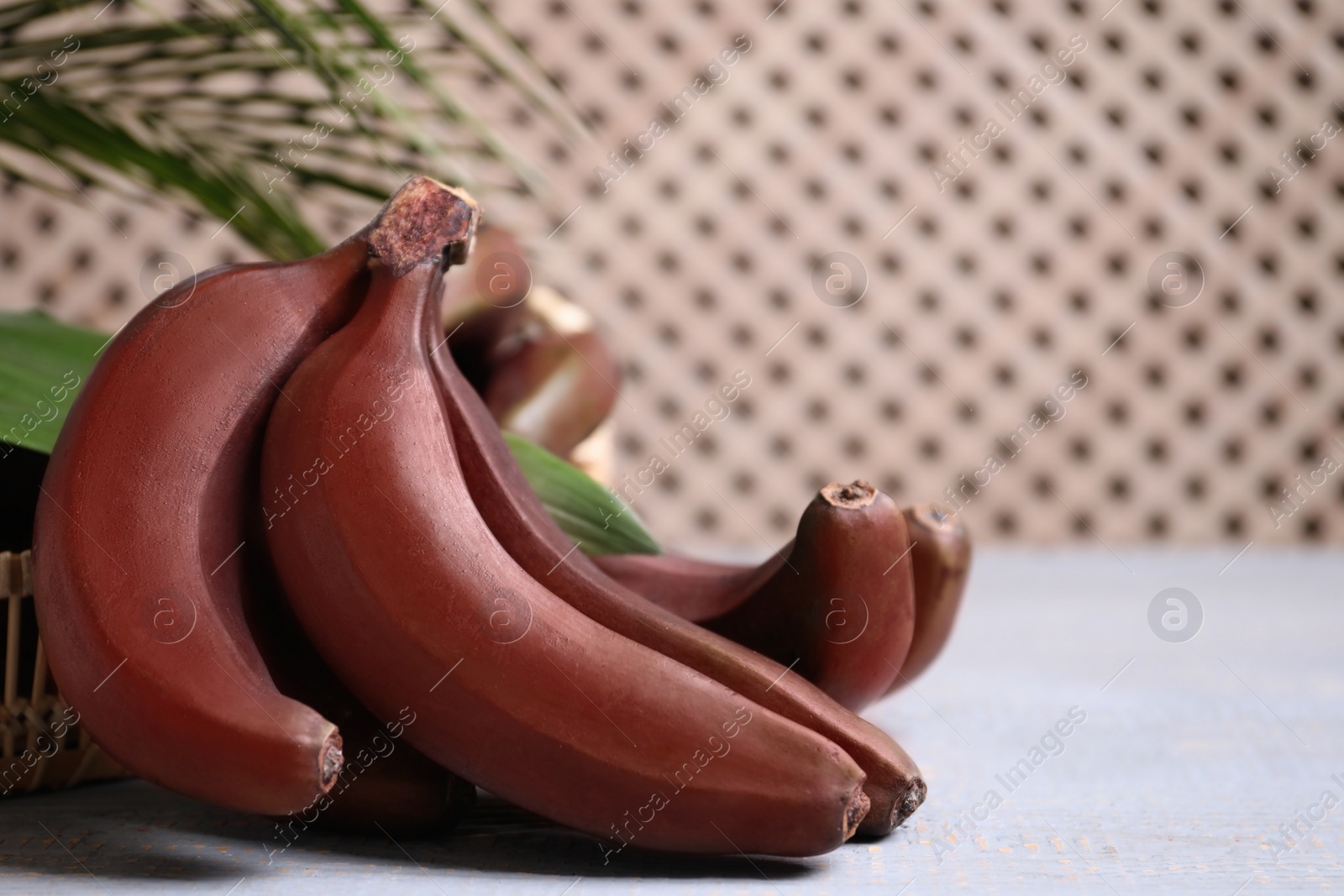 Photo of Tasty red baby bananas on grey table. Space for text