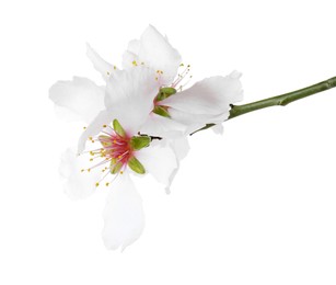 Photo of Tree branch with beautiful blossoms isolated on white. Spring season