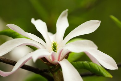 Magnolia tree with beautiful flower on blurred background, closeup