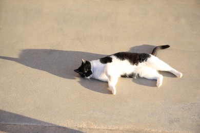 Photo of Cute black and white cat lying outdoors. Stray animal