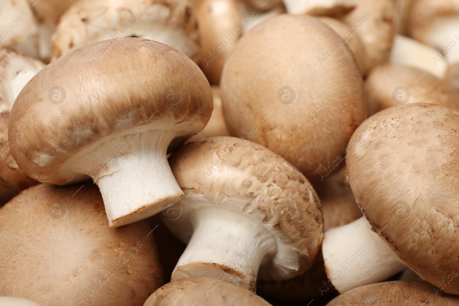 Photo of Fresh raw champignon mushrooms as background, closeup