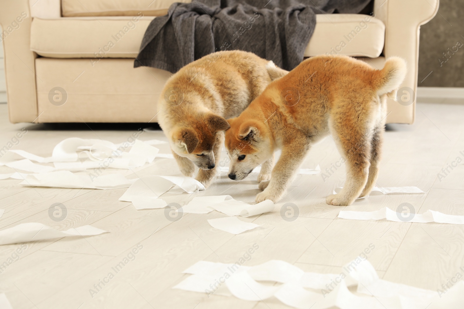 Photo of Cute akita inu puppies playing with toilet paper indoors