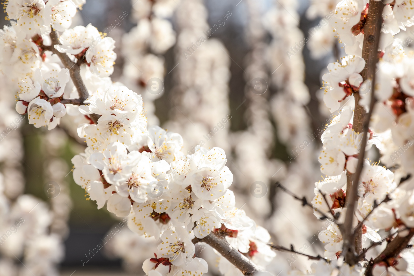 Photo of Beautiful apricot tree branches with tiny tender flowers outdoors, closeup. Awesome spring blossom