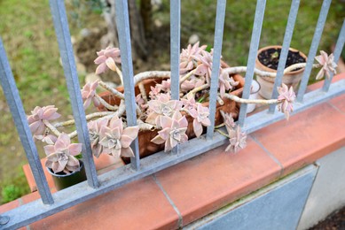 Beautiful succulent flowers in pots near fence. Garden decoration