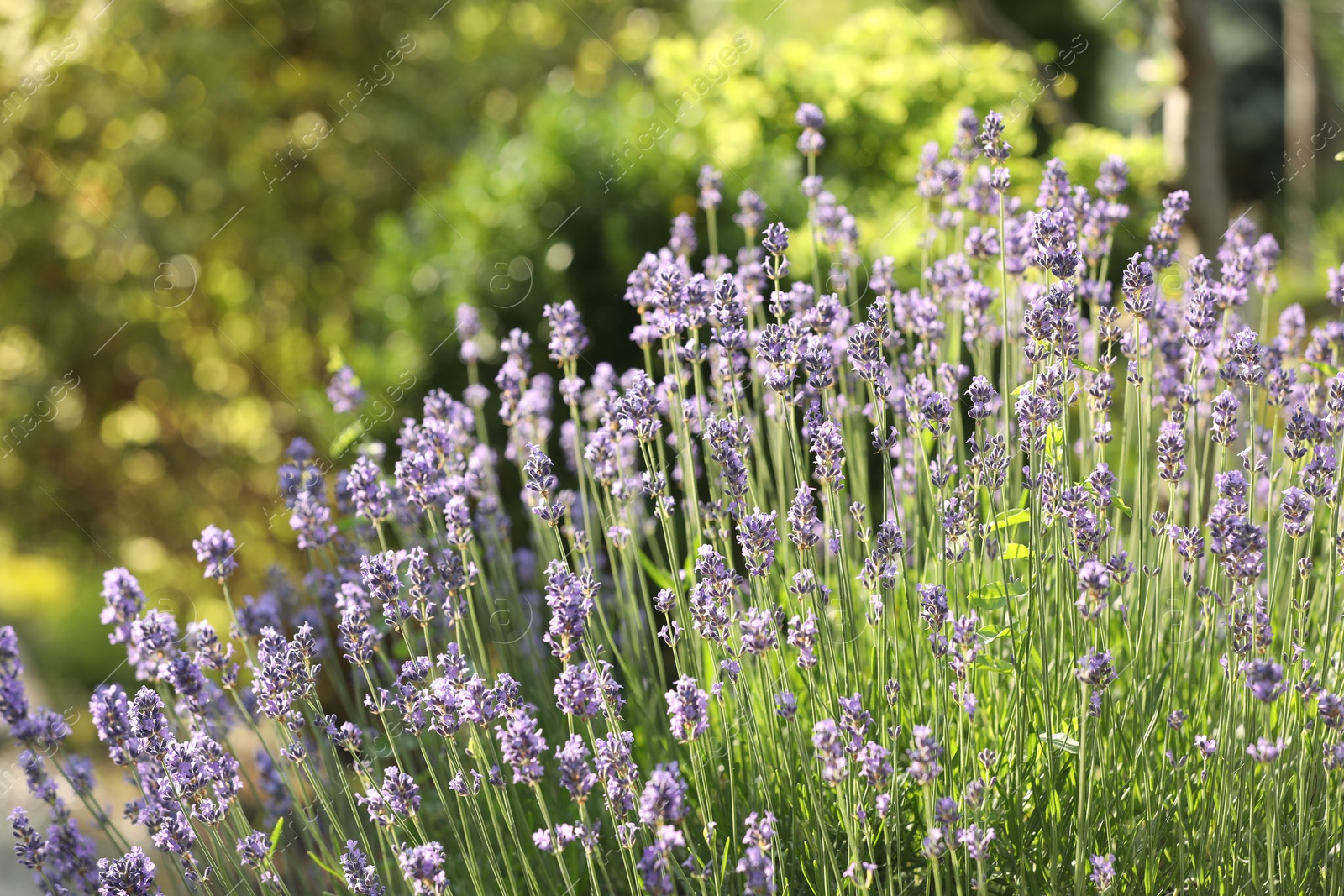 Photo of Beautiful blooming lavender plants growing in park