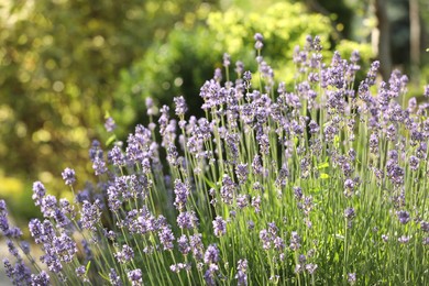 Beautiful blooming lavender plants growing in park