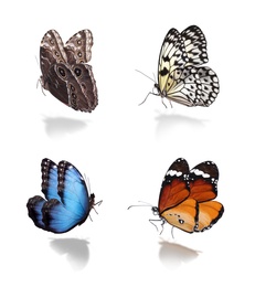 Set of different beautiful butterflies on white background