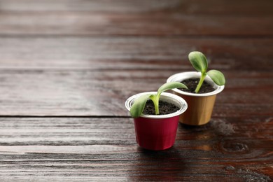Photo of Coffee capsules with seedlings on wooden table, space for text