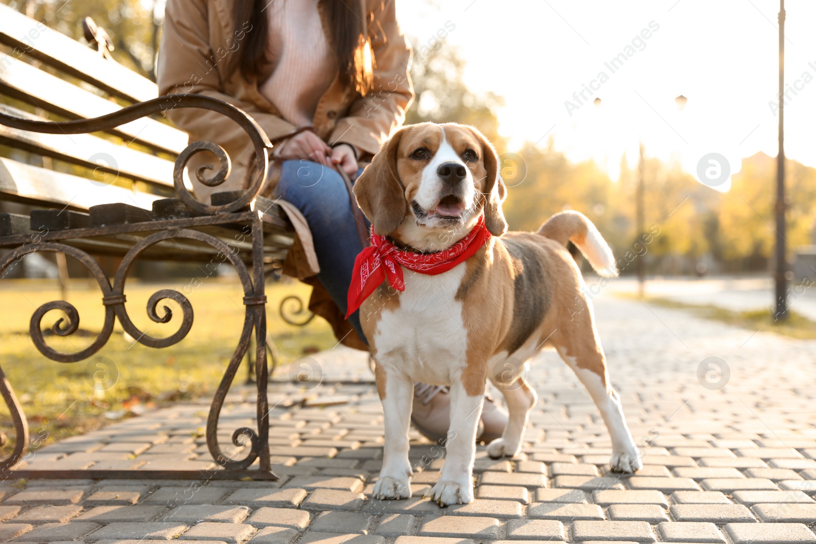 Photo of Woman walking her cute Beagle dog in autumn park