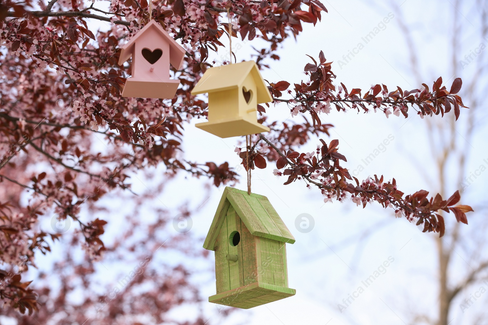 Photo of Different wooden bird houses hanging from tree outdoors