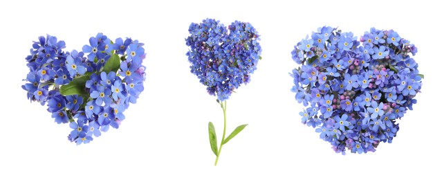 Set with beautiful tender forget me not flowers on white background. Banner design