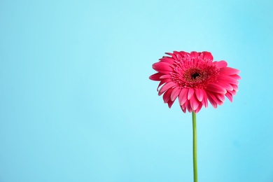 Photo of Beautiful bright gerbera flower on color background. Space for text