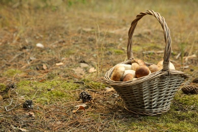 Photo of Basket full of fresh porcini mushrooms in forest