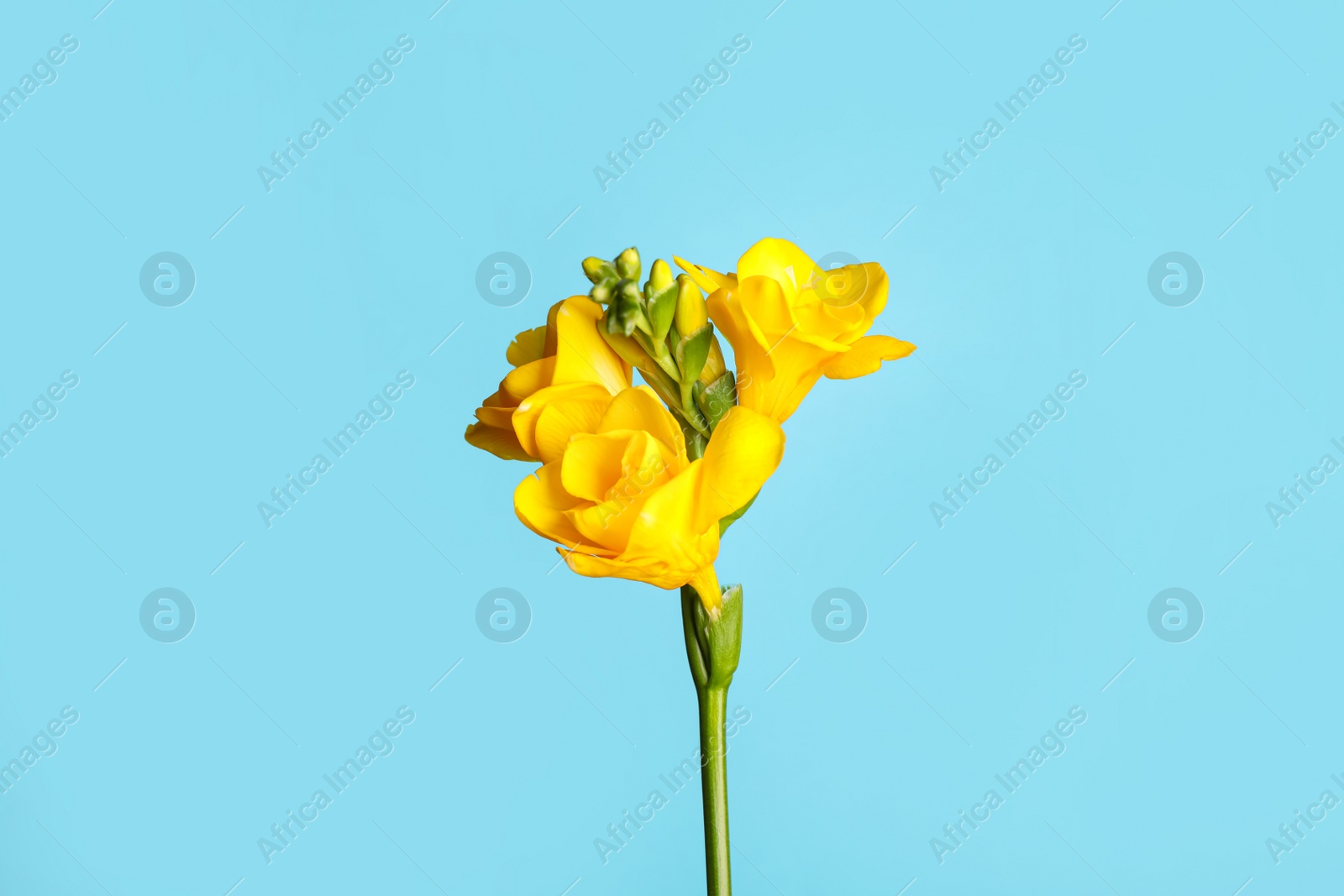 Photo of Beautiful blooming yellow freesia on light blue background