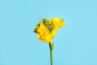 Photo of Beautiful blooming yellow freesia on light blue background