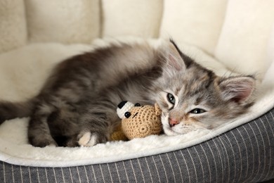 Photo of Cute fluffy kitten with toy resting on pet bed