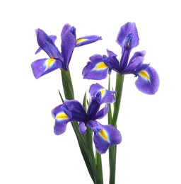 Beautiful violet iris flowers isolated on white