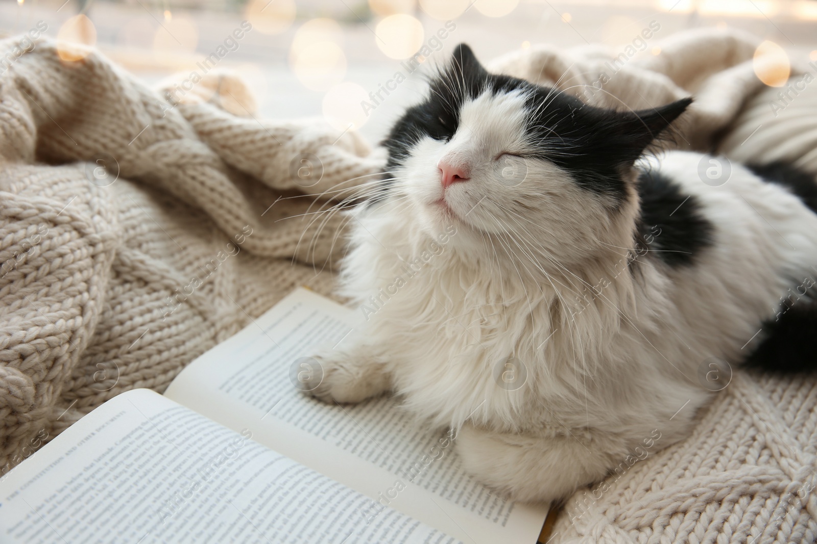 Photo of Adorable cat lying near open book on knitted blanket