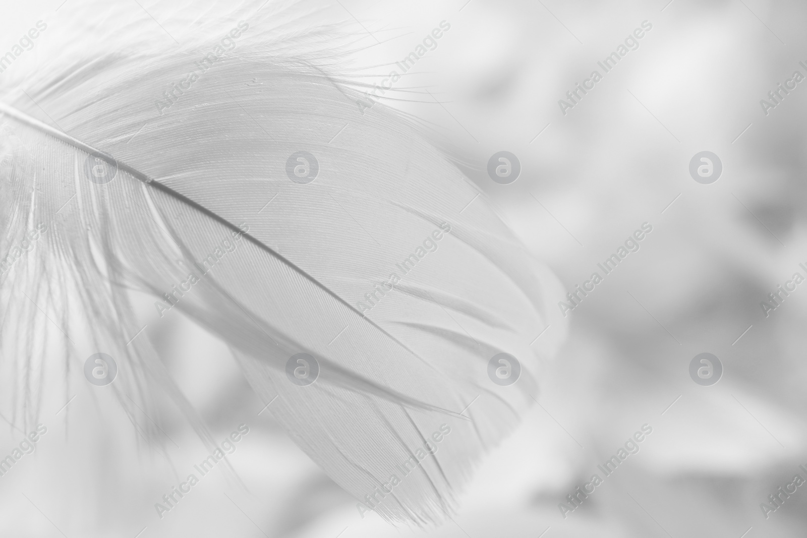Photo of Fluffy white feather on blurred background, closeup. Space for text