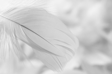 Photo of Fluffy white feather on blurred background, closeup. Space for text