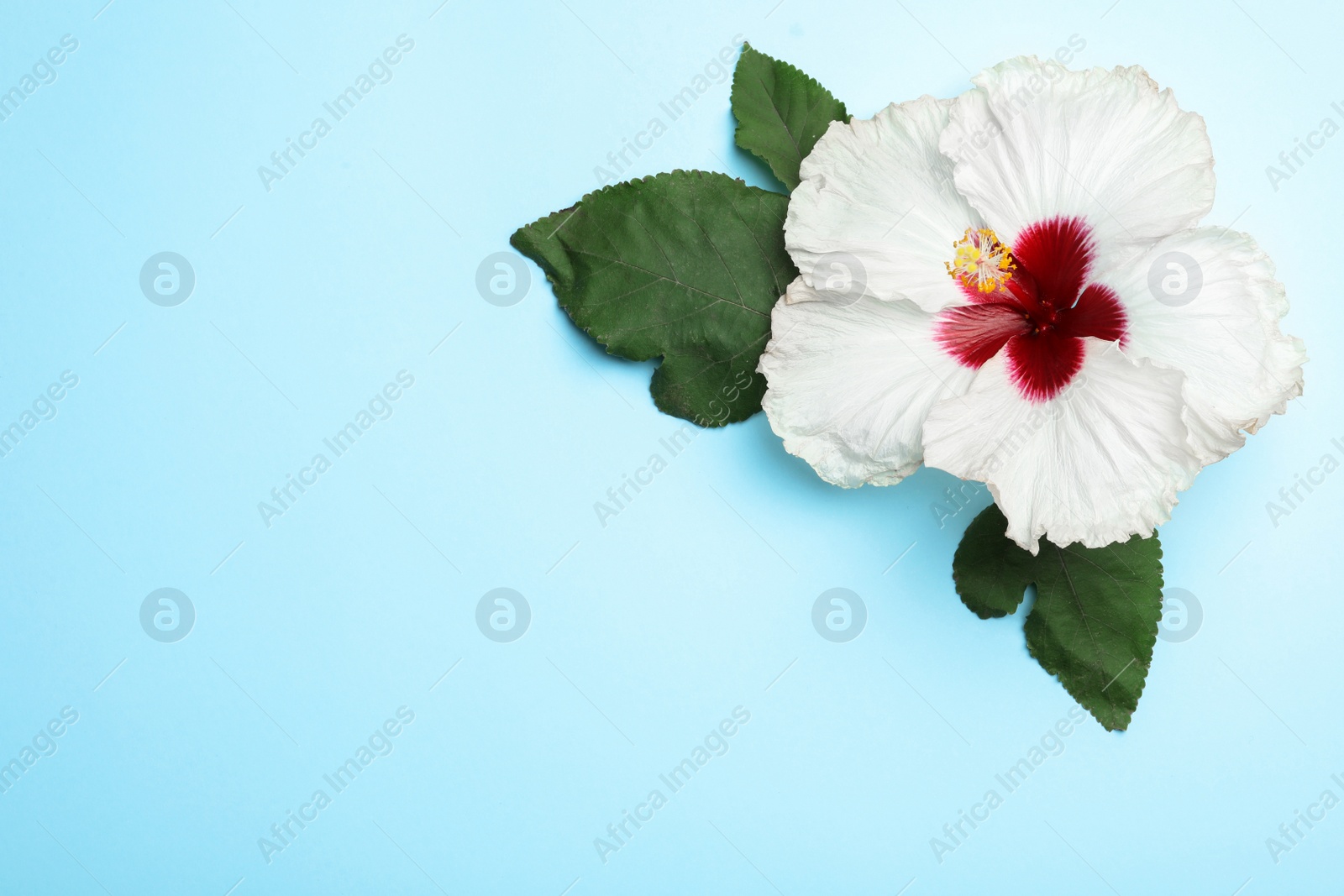 Photo of Beautiful tropical hibiscus flower with leaves on light blue background, top view. Space for text