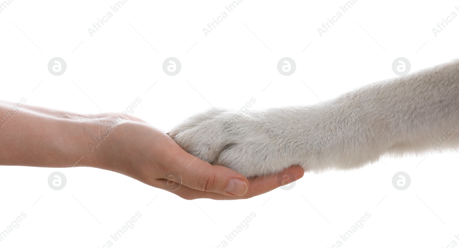 Photo of Dog giving paw to woman on white background, closeup