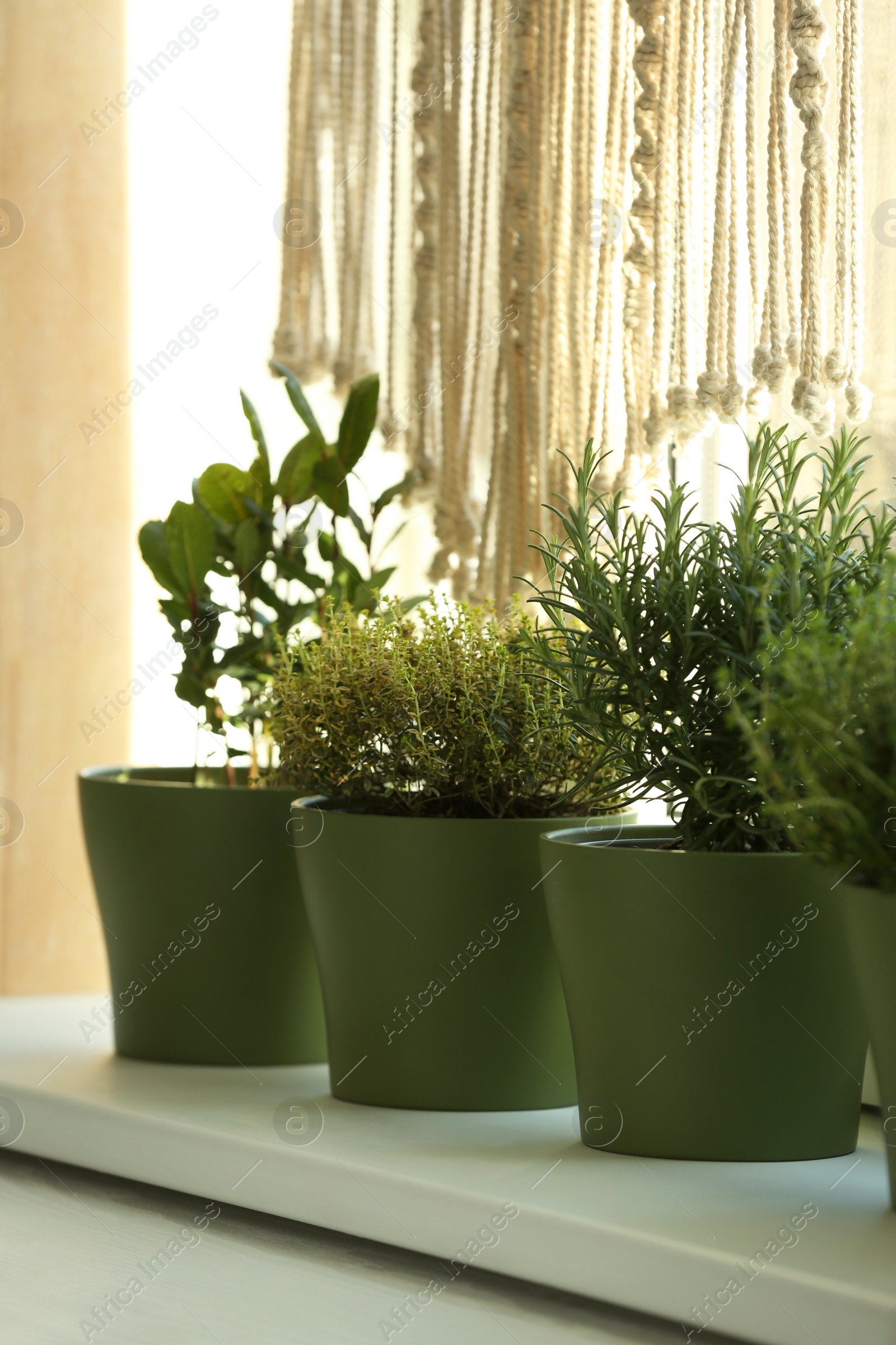 Photo of Different aromatic potted herbs on windowsill indoors