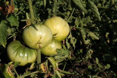 Photo of Beautiful green tomato plant growing in garden, closeup. Space for text