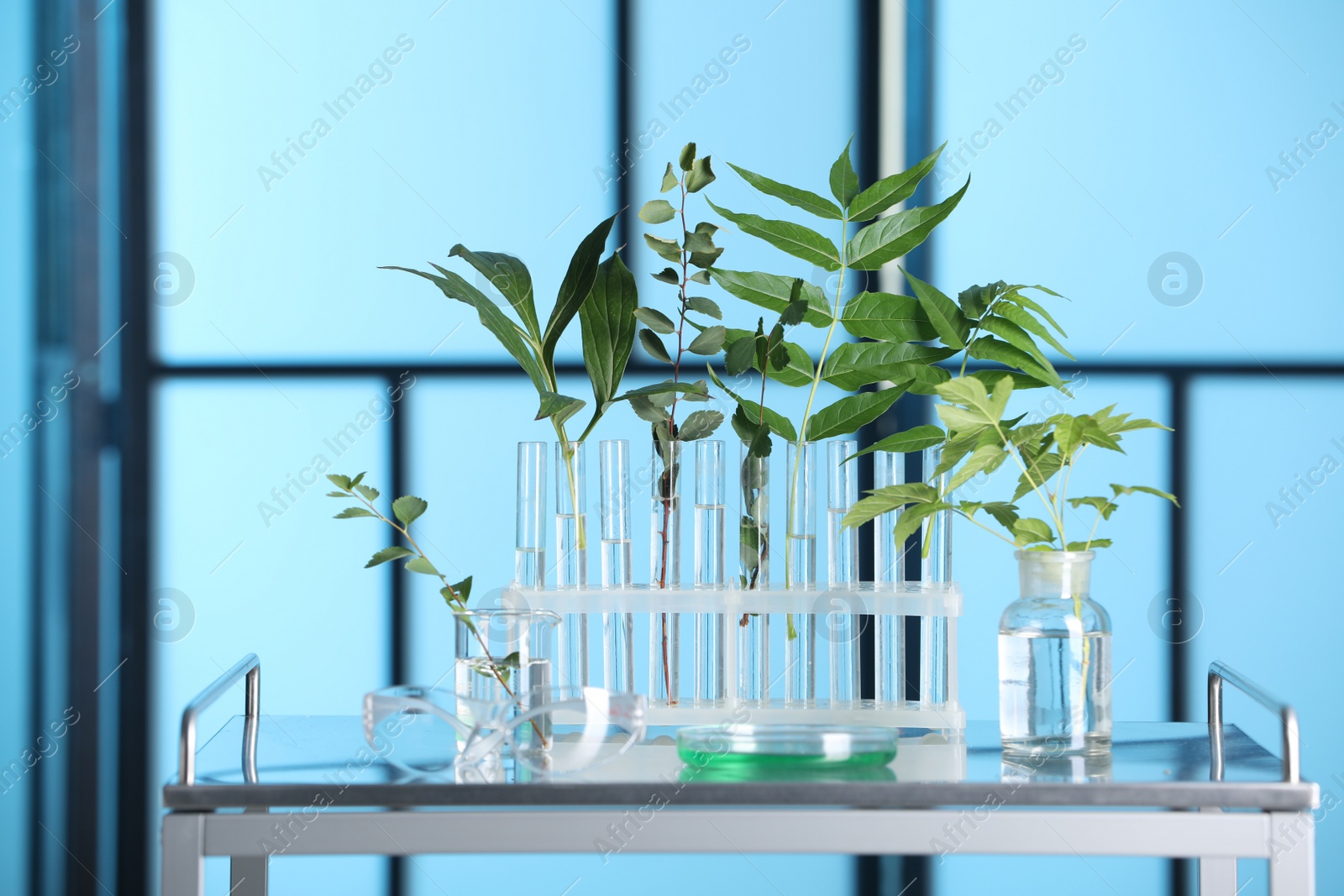 Photo of Test tubes with liquid and plants on metal table indoors, toned in blue