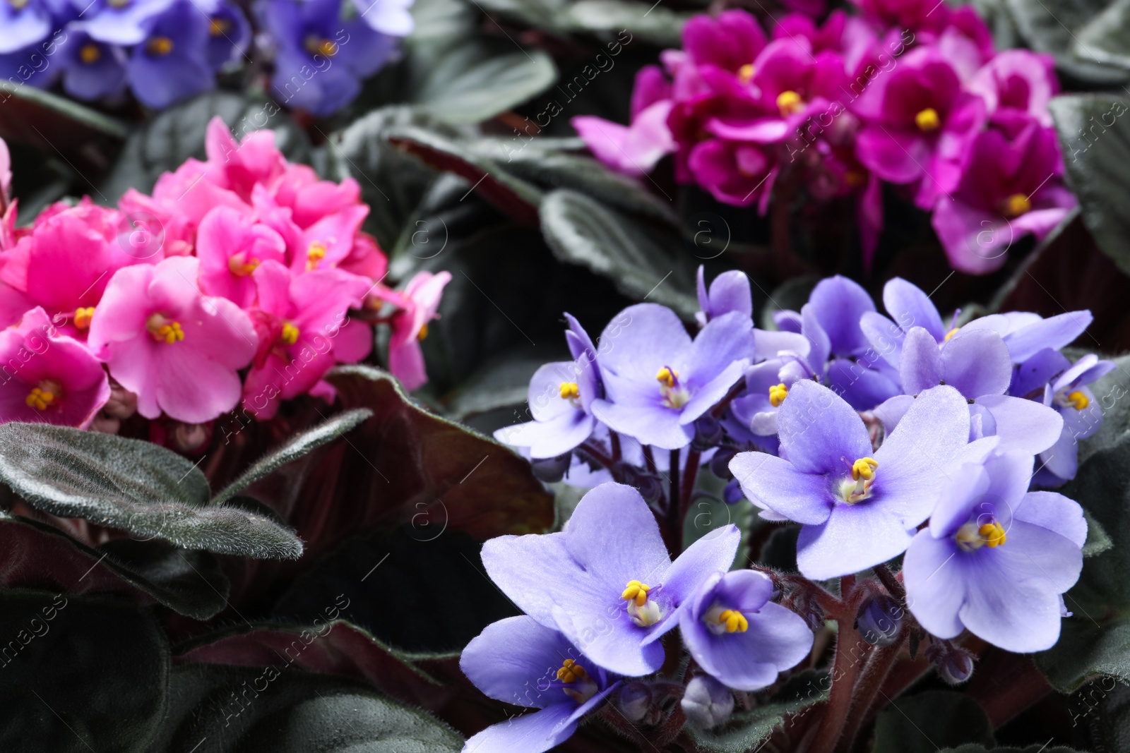 Photo of Beautiful blooming violets as background. Plants for house decor