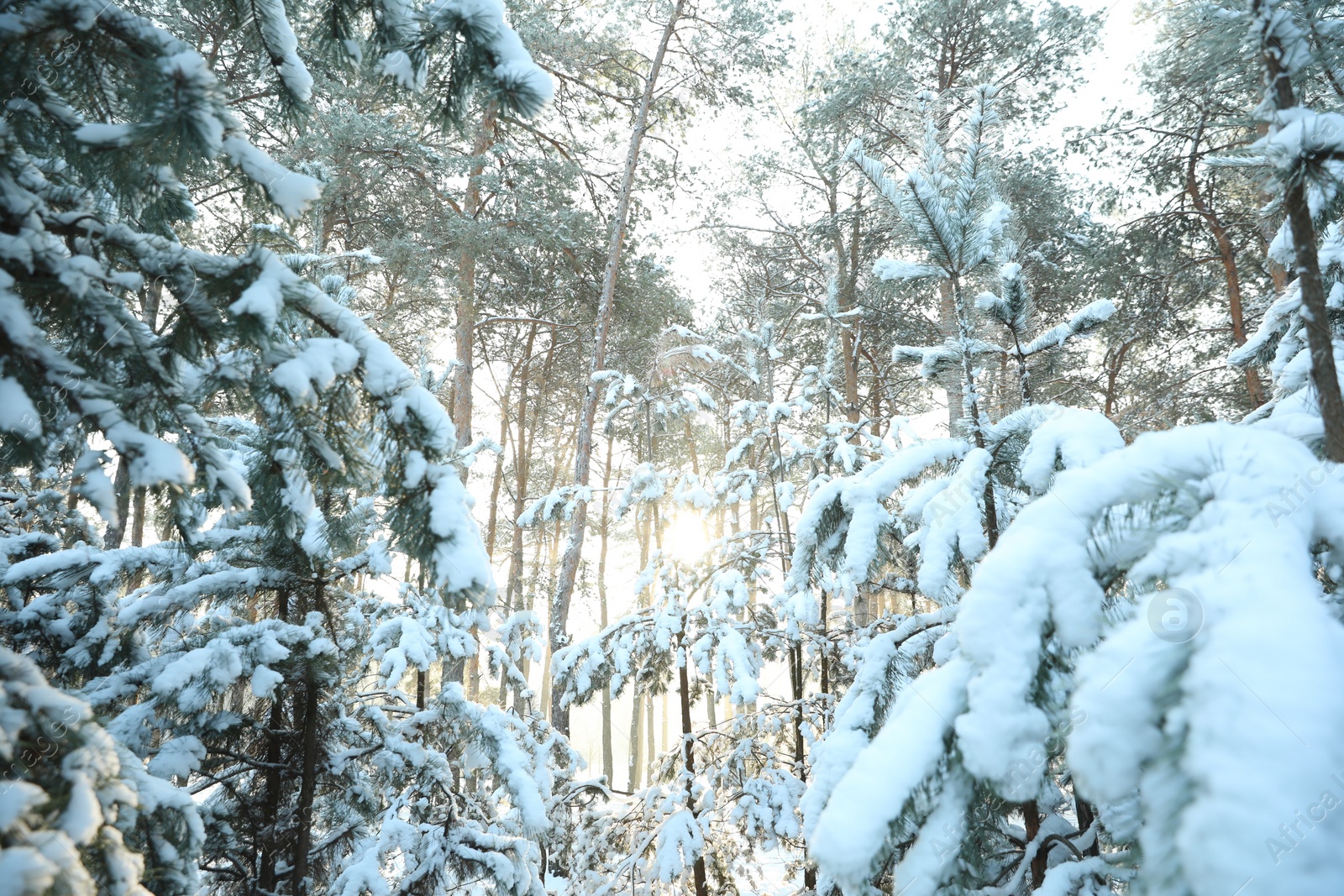 Photo of Beautiful forest covered with snow in winter