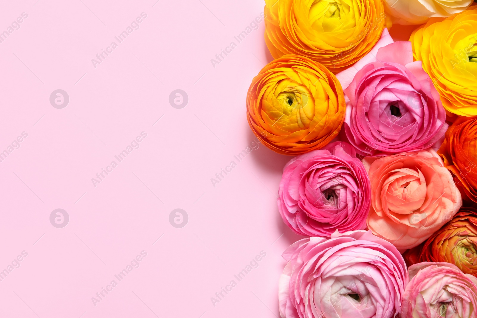 Photo of Beautiful ranunculus flowers on pink background, flat lay. Space for text