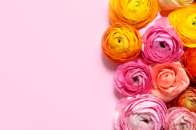 Photo of Beautiful ranunculus flowers on pink background, flat lay. Space for text