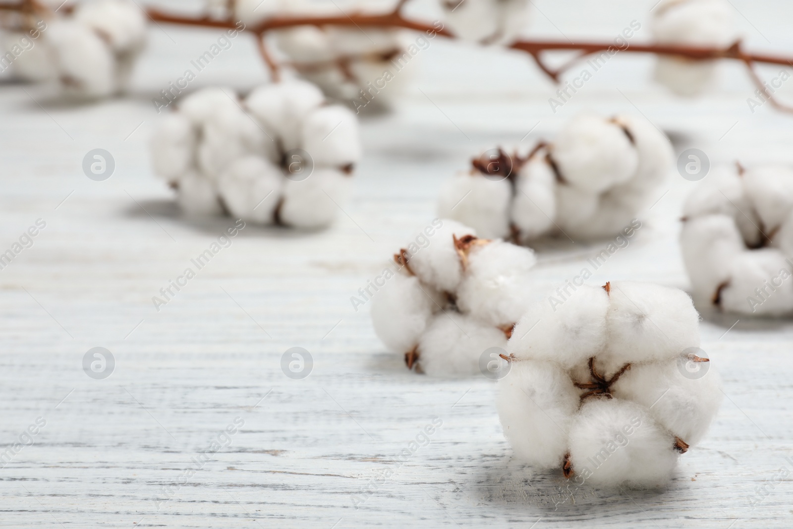 Photo of Fluffy cotton flowers on white wooden background, closeup