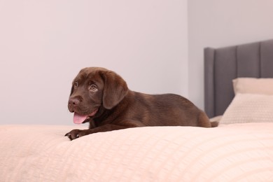 Photo of Cute chocolate Labrador Retriever on soft bed in room. Lovely pet