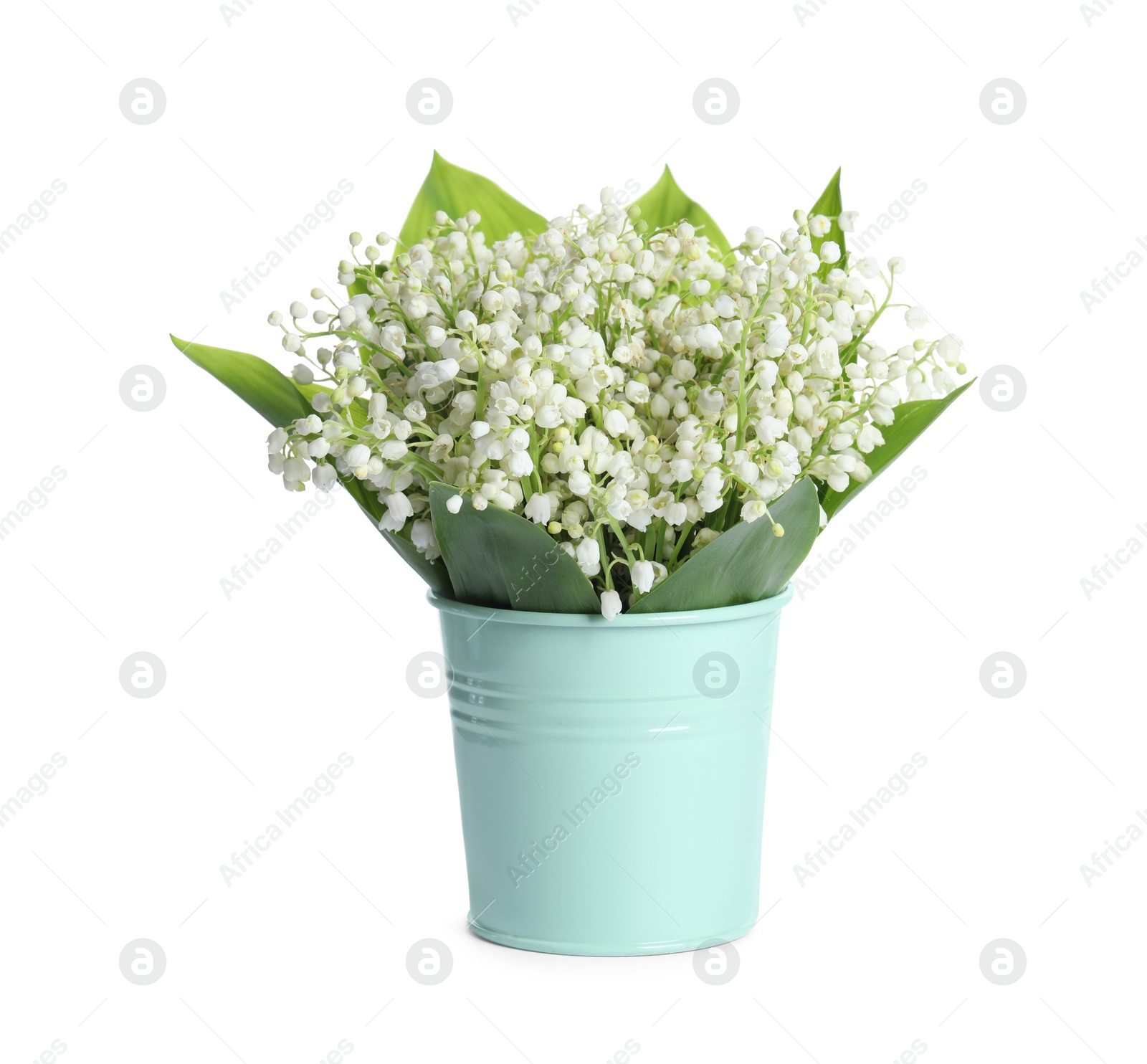 Photo of Bucket with beautiful lily of the valley flowers isolated on white