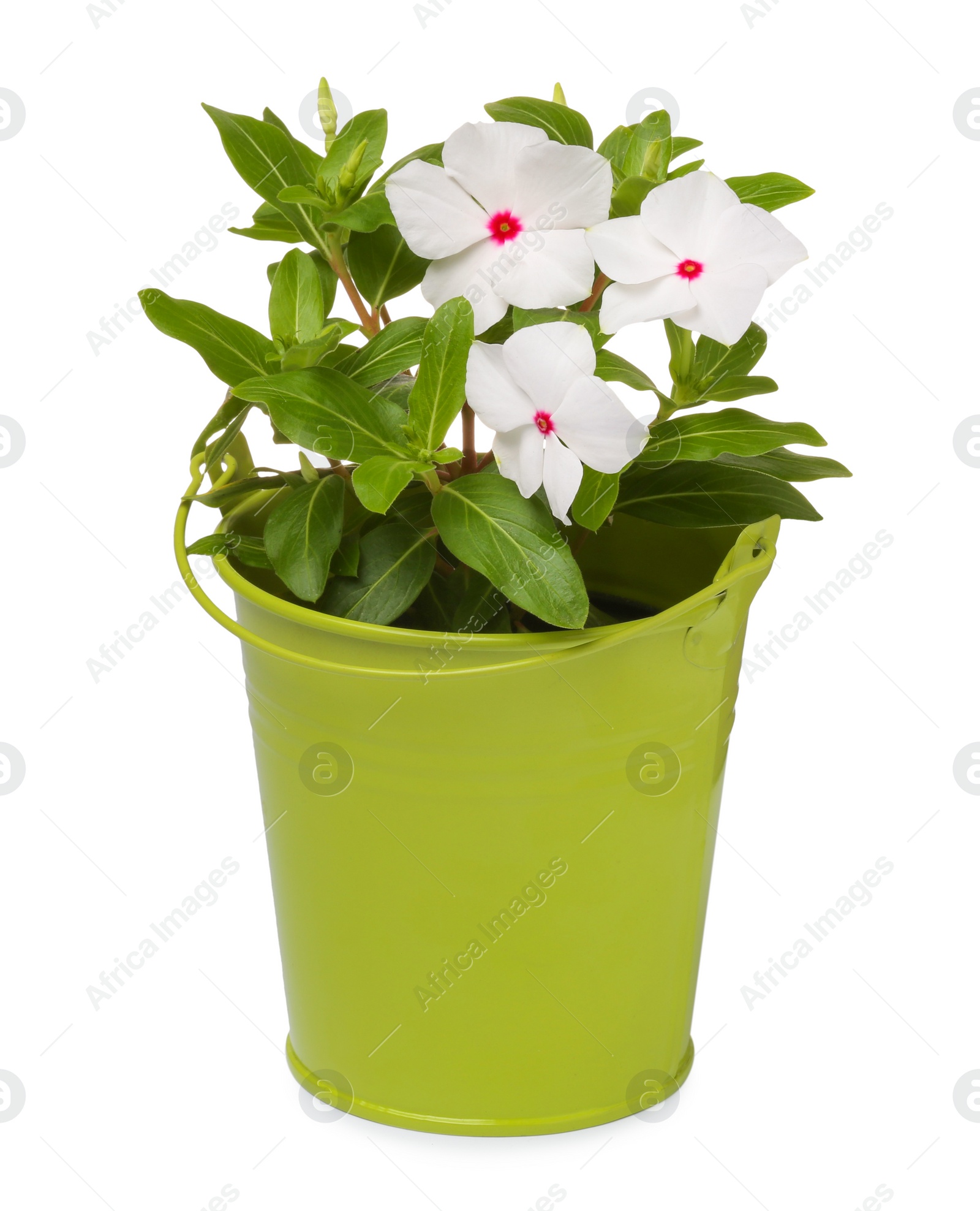 Photo of Beautiful catharanthus flower in green pot isolated on white