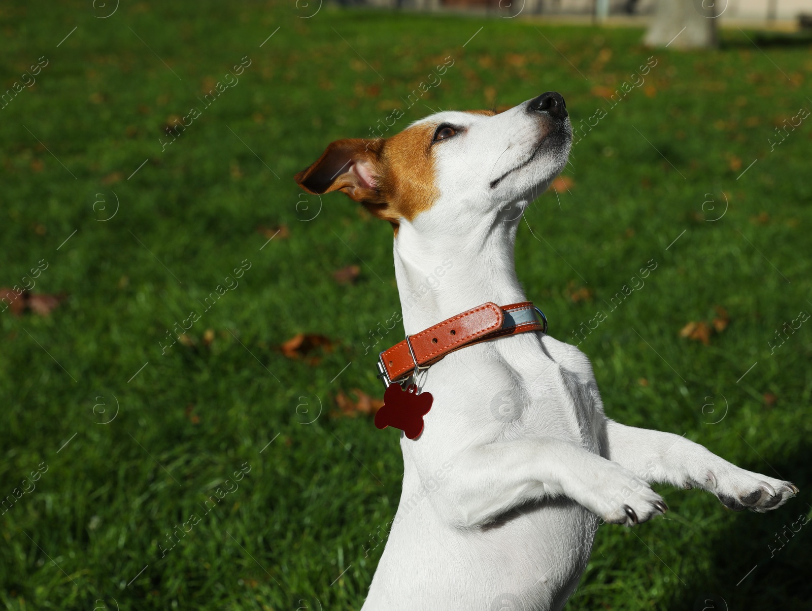 Photo of Beautiful Jack Russell Terrier in dog collar with tag on green grass outdoors