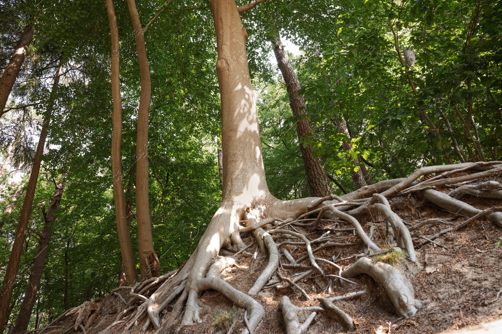 Photo of Tree roots visible through ground in forest