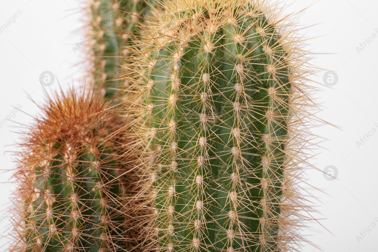 Photo of Beautiful green cactus on white background, closeup. Tropical plant