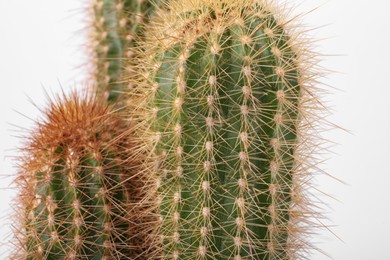 Photo of Beautiful green cactus on white background, closeup. Tropical plant