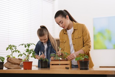 Photo of Mother and daughter planting seedlings into pots together at wooden table in room