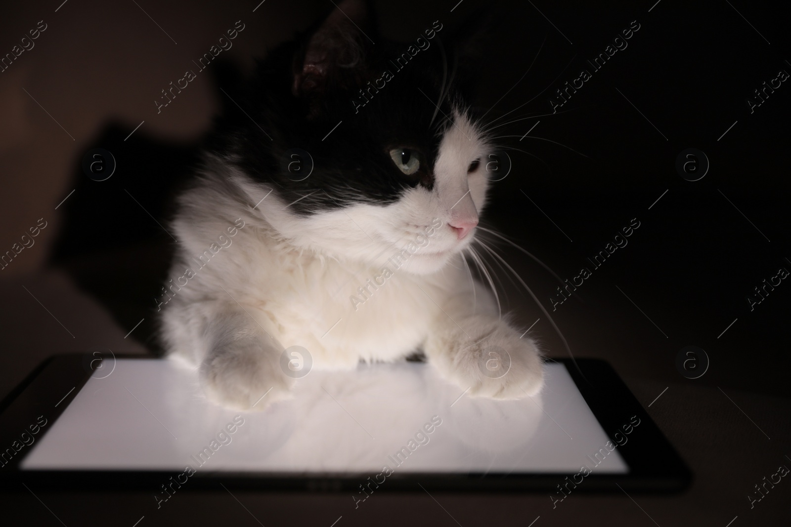 Photo of Cute cat lying on tablet at home, closeup