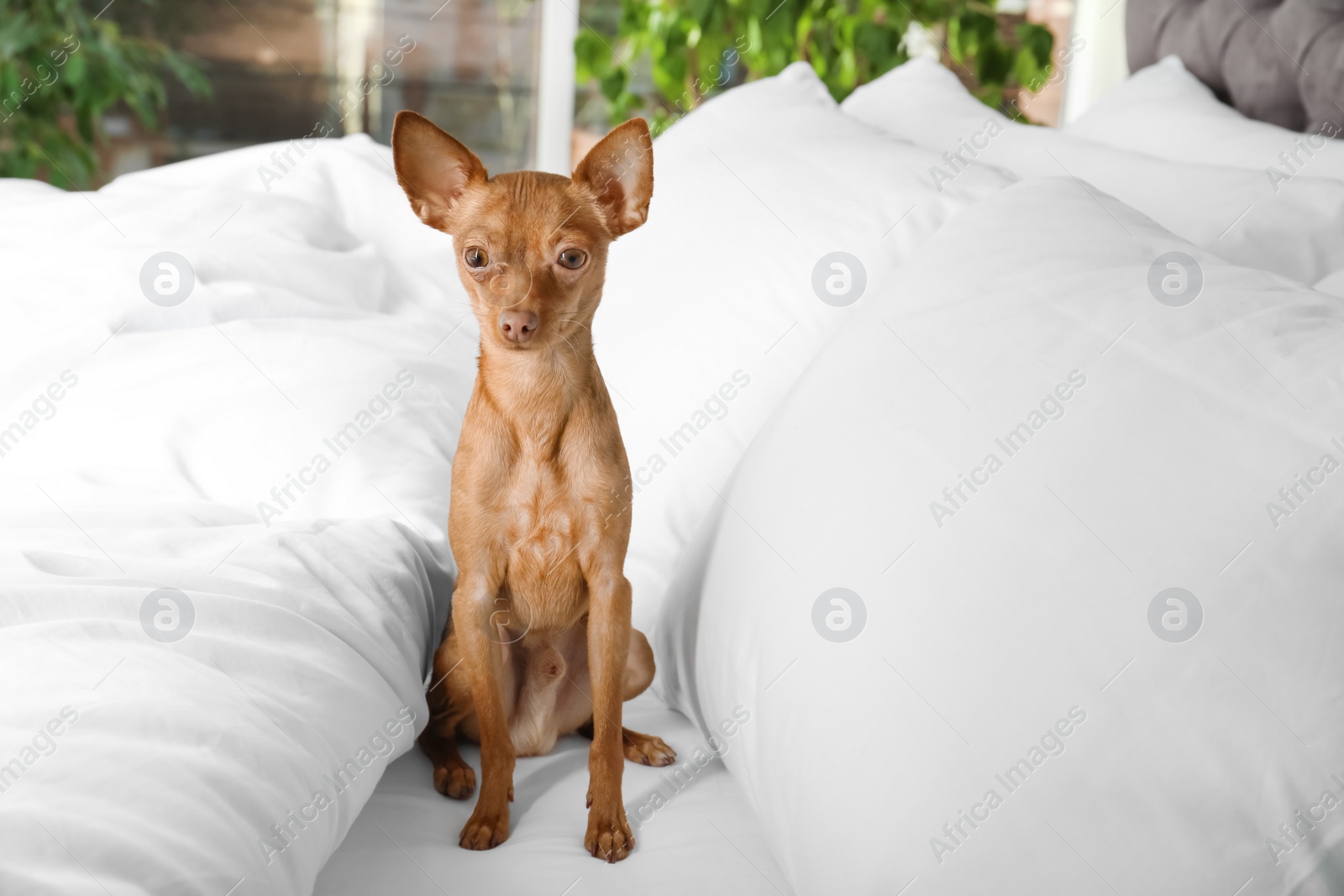 Photo of Cute toy terrier on bed. Domestic dog