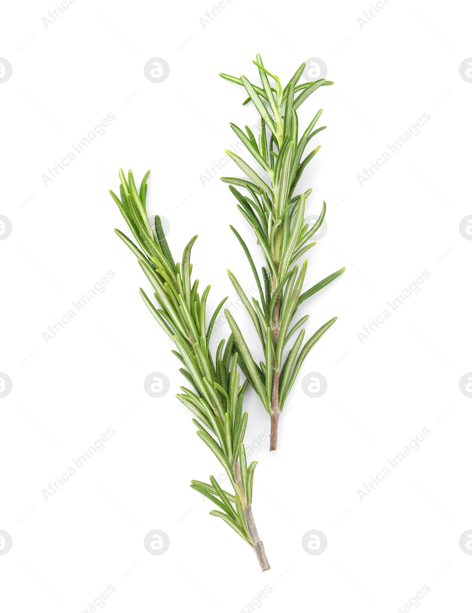 Photo of Fresh green rosemary twigs on white background, top view