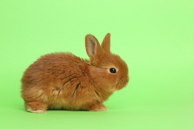 Photo of Adorable fluffy bunny on green background. Easter symbol