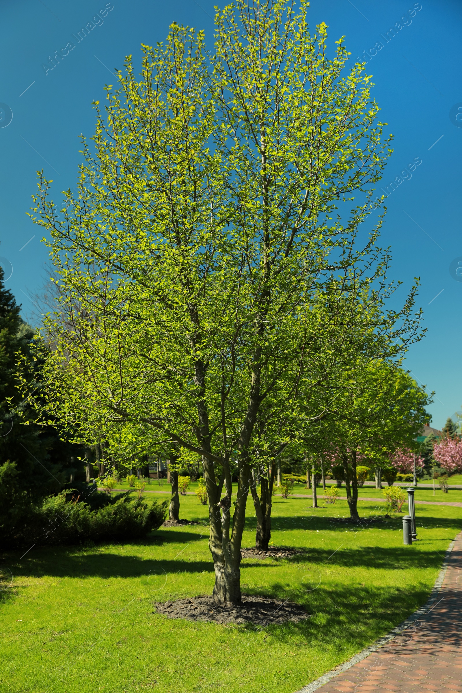 Photo of Beautiful trees with green leaves in park on sunny day