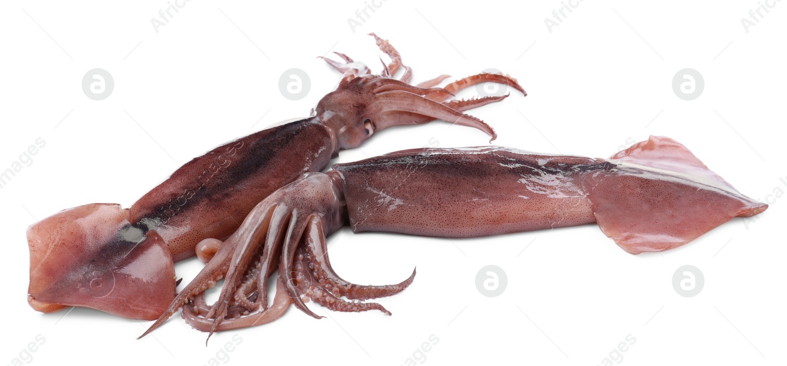 Photo of Raw squids isolated on white. Fresh seafood