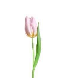 Photo of Beautiful tender spring tulip isolated on white